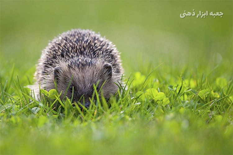 مفهوم جوجه تیغی در استراتژی