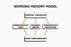 حافظه کاری (حافظه فعال)؛ ساختار، عملکرد و اهمیت آن