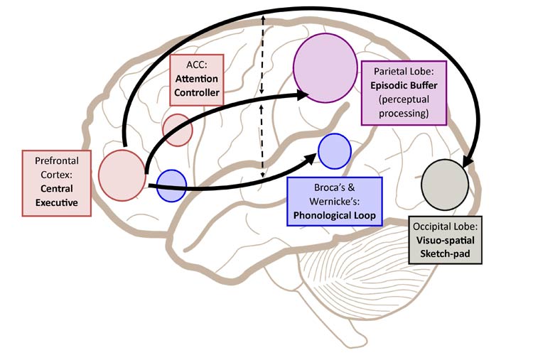 ساختارهای مغزی حافظه کاری